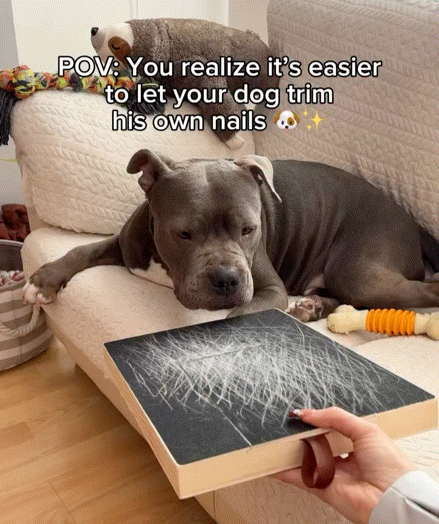 Dog naturally scratching nail file board