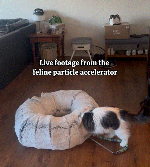 ZipUp Donut Cat Bed with Tunnel