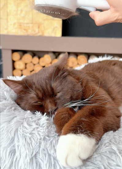 Pet Steam Massage Shedding brush for Cats & Dogs