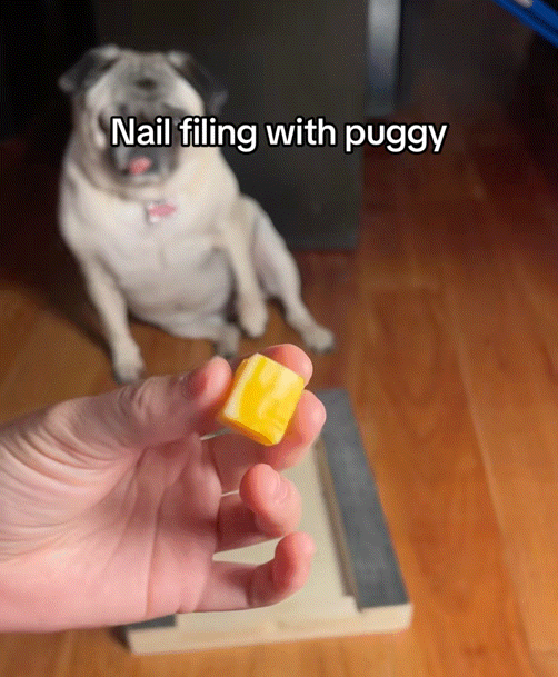 Dog using scratch board nail file with treat box