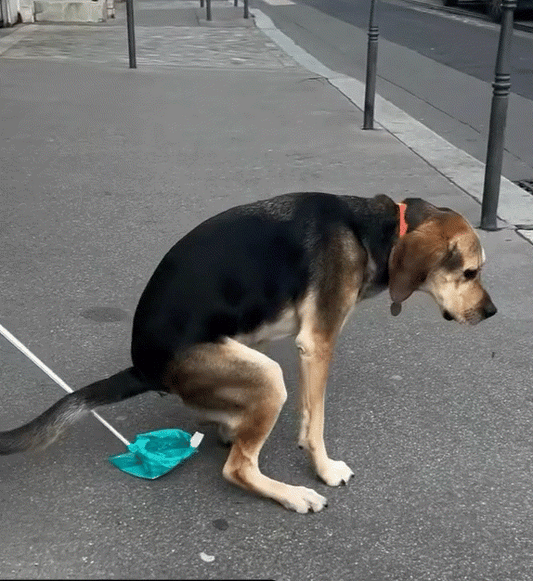 Effortless Cleanup with Our Foldable Long Handle Dog Poop Scooper - Perfect for Pet Lovers!