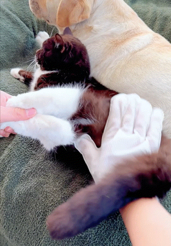 FurrWipe™ Pet Disposable Glove Wipes for bathing & Cleaning Dogs and Cats